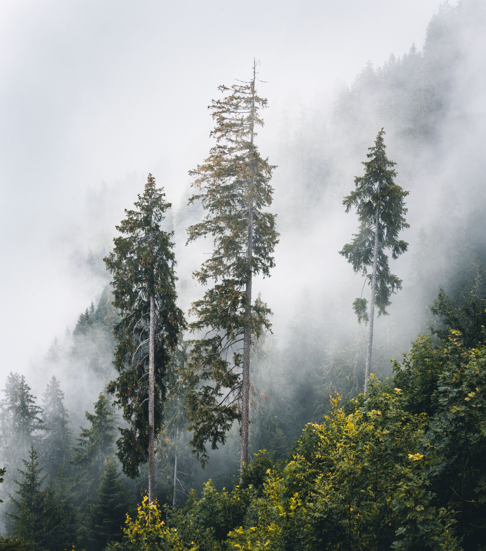 Sony a6300 + Sigma 30mm F2.8 EX DN sample photo. Fog, forest, trees photography