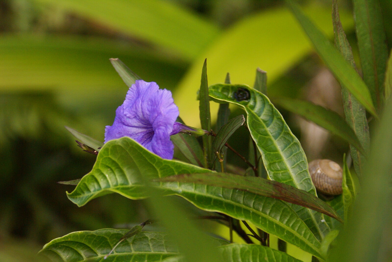 Sony Alpha DSLR-A100 sample photo. Purple, flowers photography