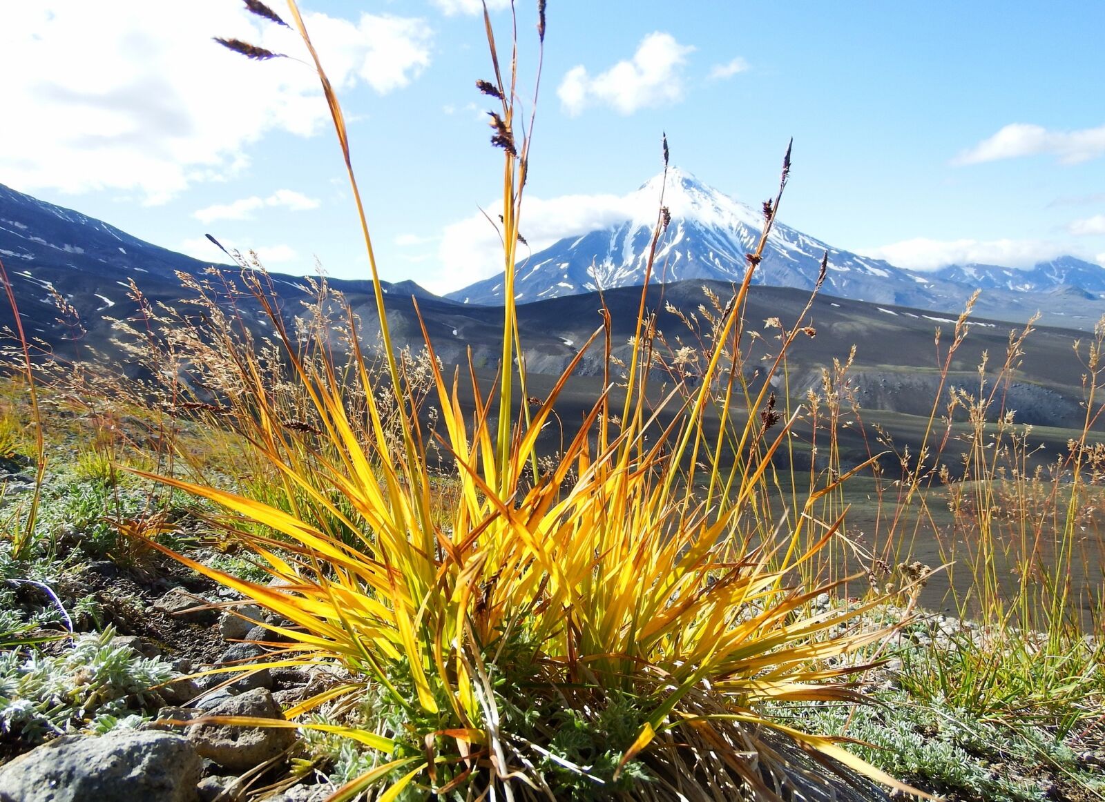 Fujifilm FinePix S1 sample photo. Autumn, grass, seeds photography