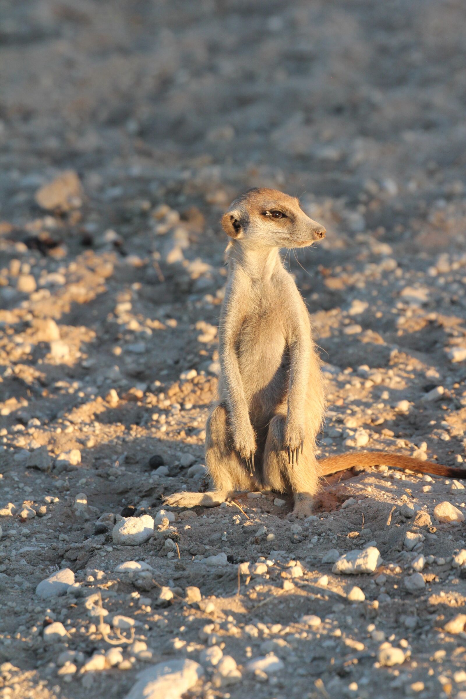 Canon EOS 550D (EOS Rebel T2i / EOS Kiss X4) sample photo. Meerkat, curious, desert photography