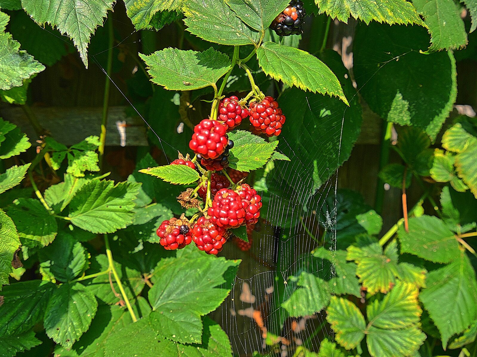 Panasonic Lumix DMC-G6 sample photo. Blackberry, fruit, berries photography