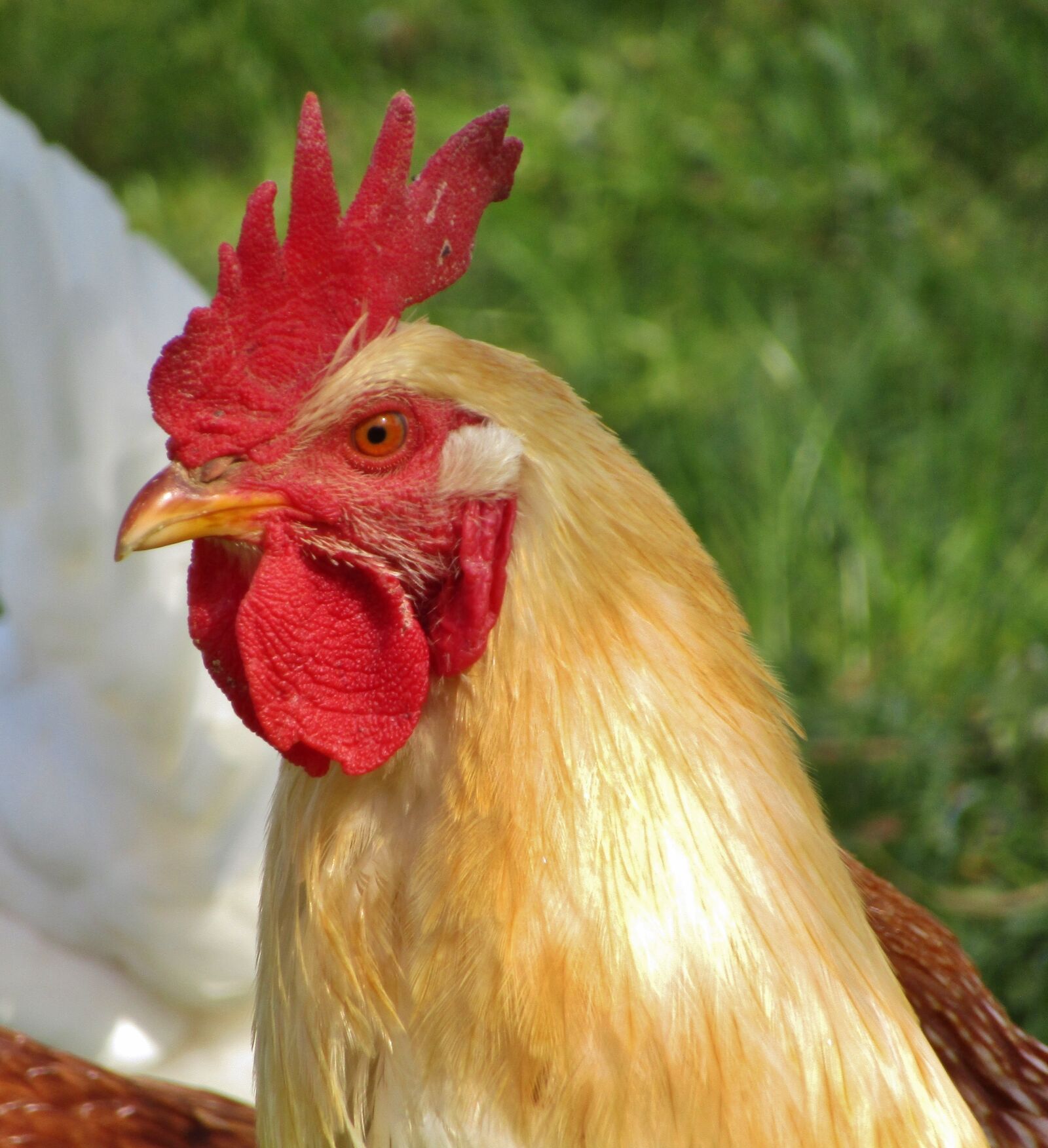 Canon POWERSHOT SX432 IS sample photo. Hahn, animal, portrait photography