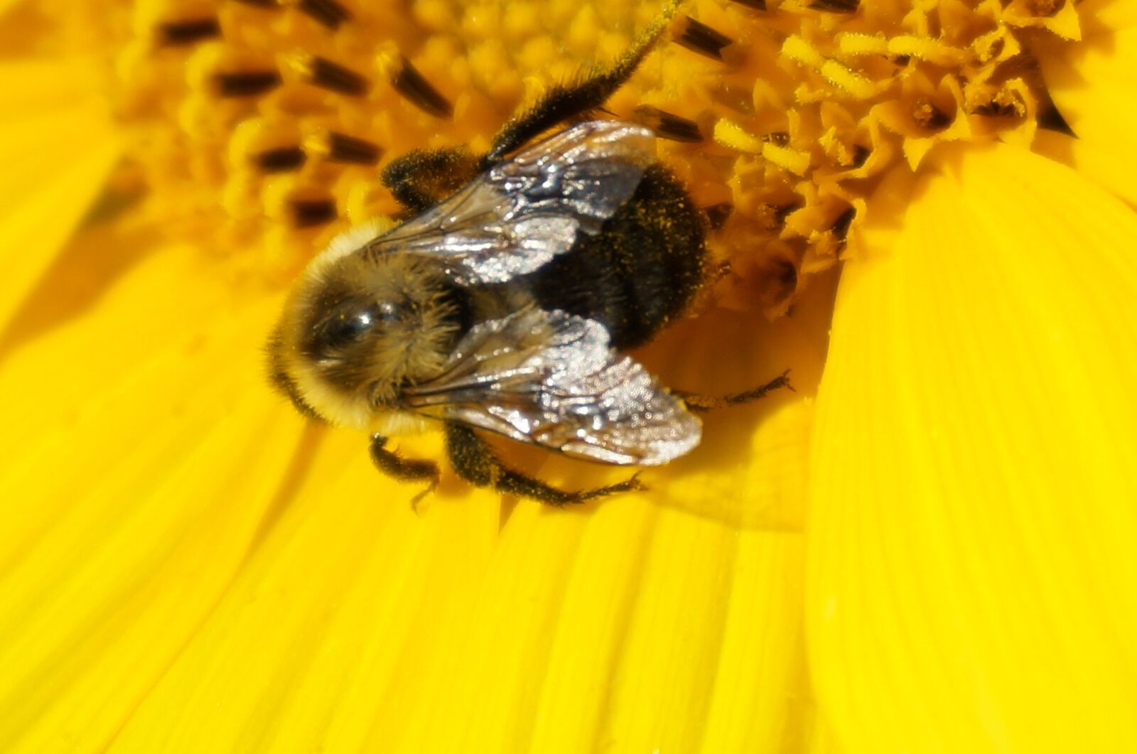 Sony Alpha NEX-3N sample photo. Sunflower, bee, insect photography