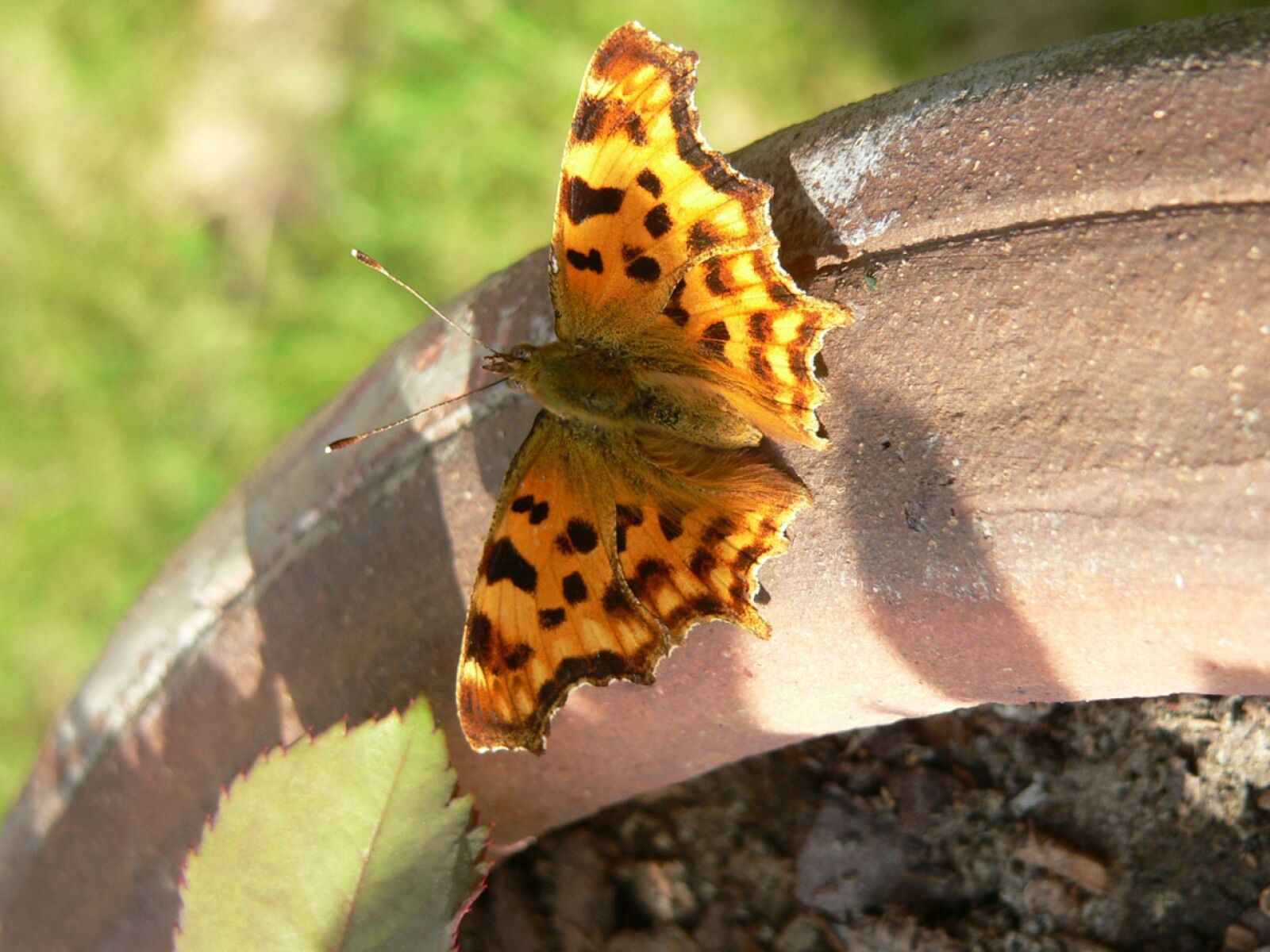 Panasonic DMC-FZ20 sample photo. Butterfly, insect, painted lady photography