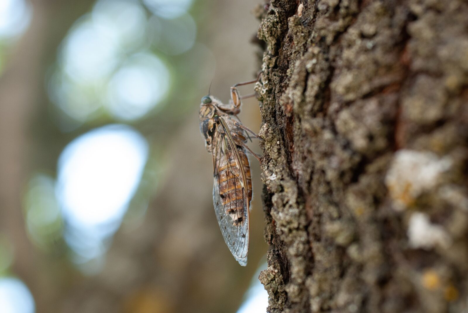 Nikon D80 sample photo. Cicada, insect, nature photography