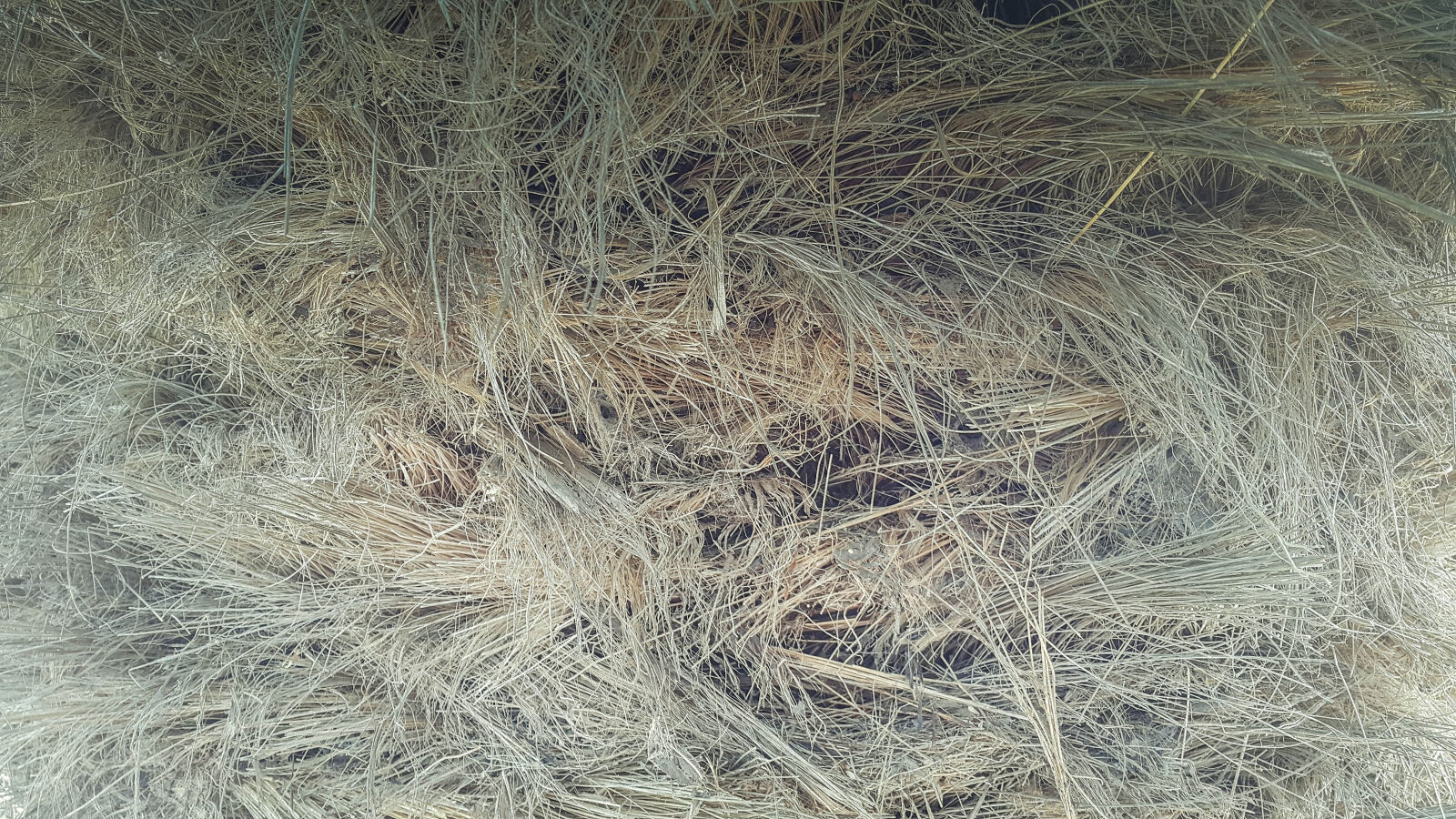 Samsung Galaxy Note4 sample photo. Tree photography
