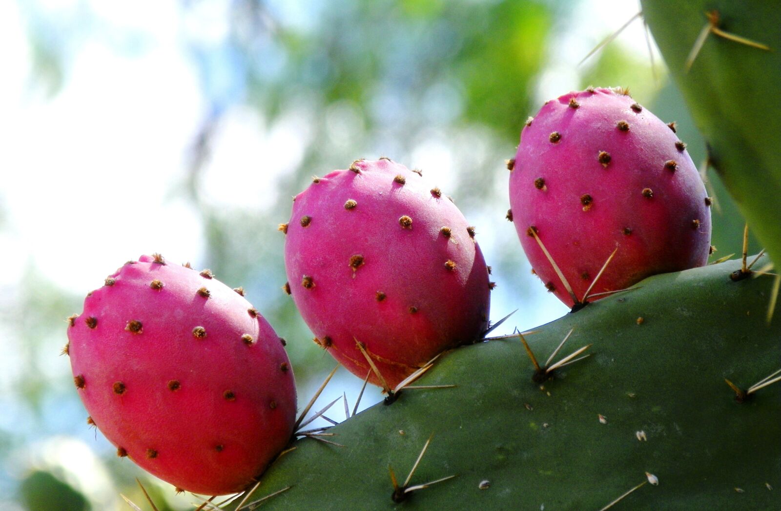 Kodak EasyShare Z981 sample photo. Cactus flowers, pink, blossom photography