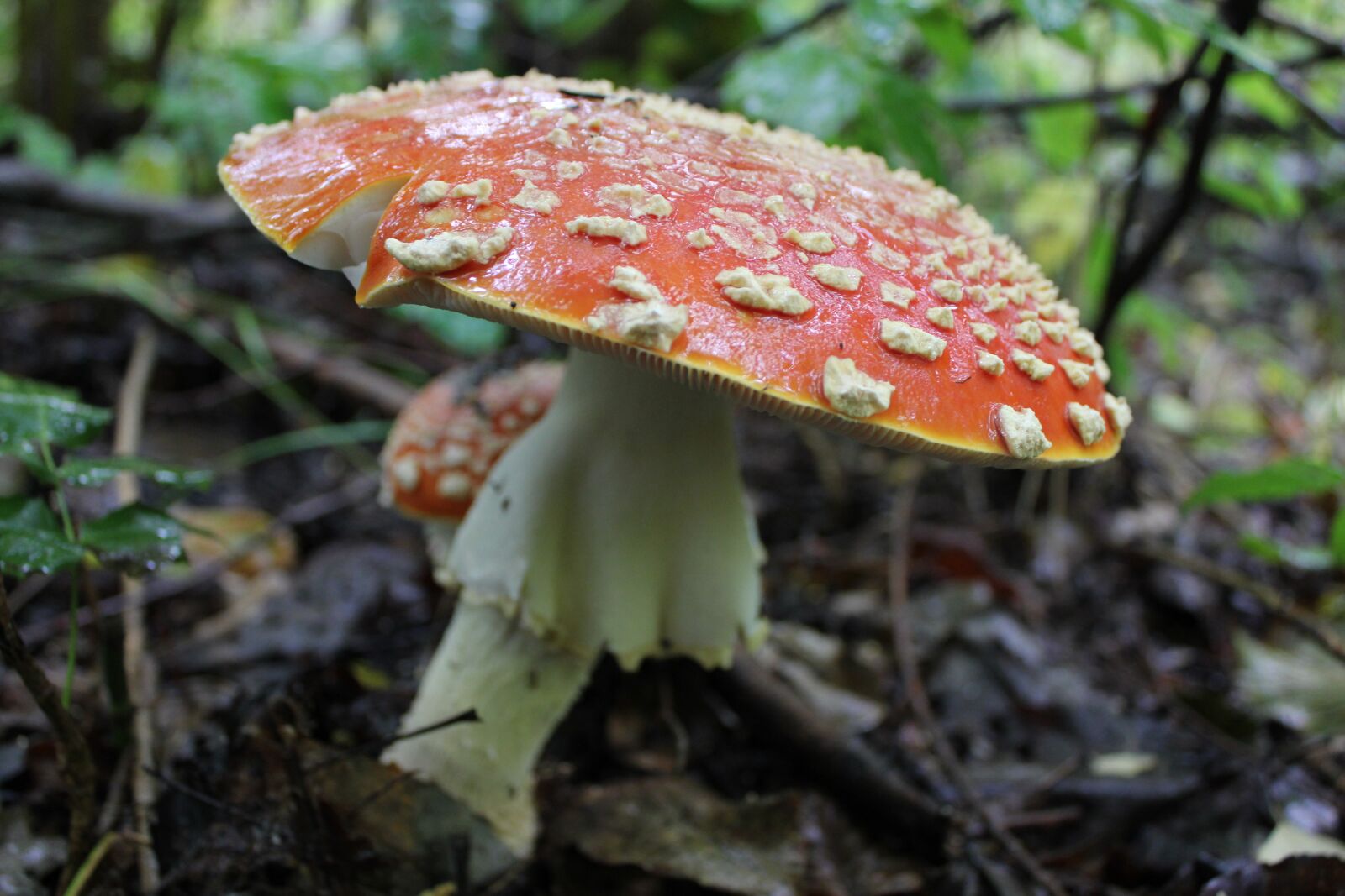 Canon EOS 550D (EOS Rebel T2i / EOS Kiss X4) sample photo. Fungus, nature, mushroom photography