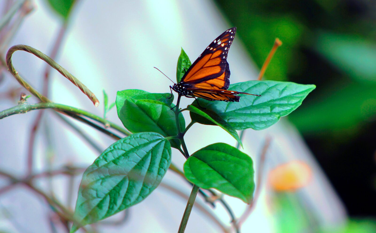 Canon EOS 550D (EOS Rebel T2i / EOS Kiss X4) sample photo. Photography, butterfly, leaves photography