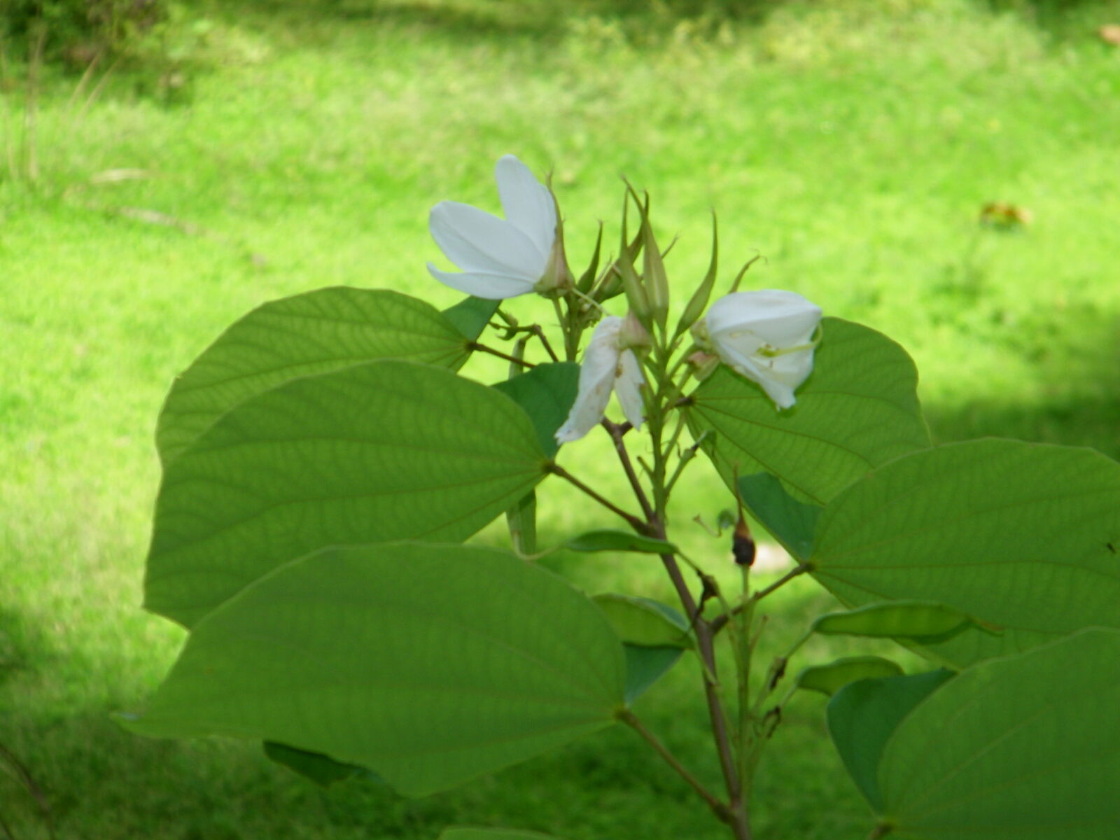 Kodak EASYSHARE Z1015 IS DIGITAL CAMERA sample photo. White, bauhinia photography