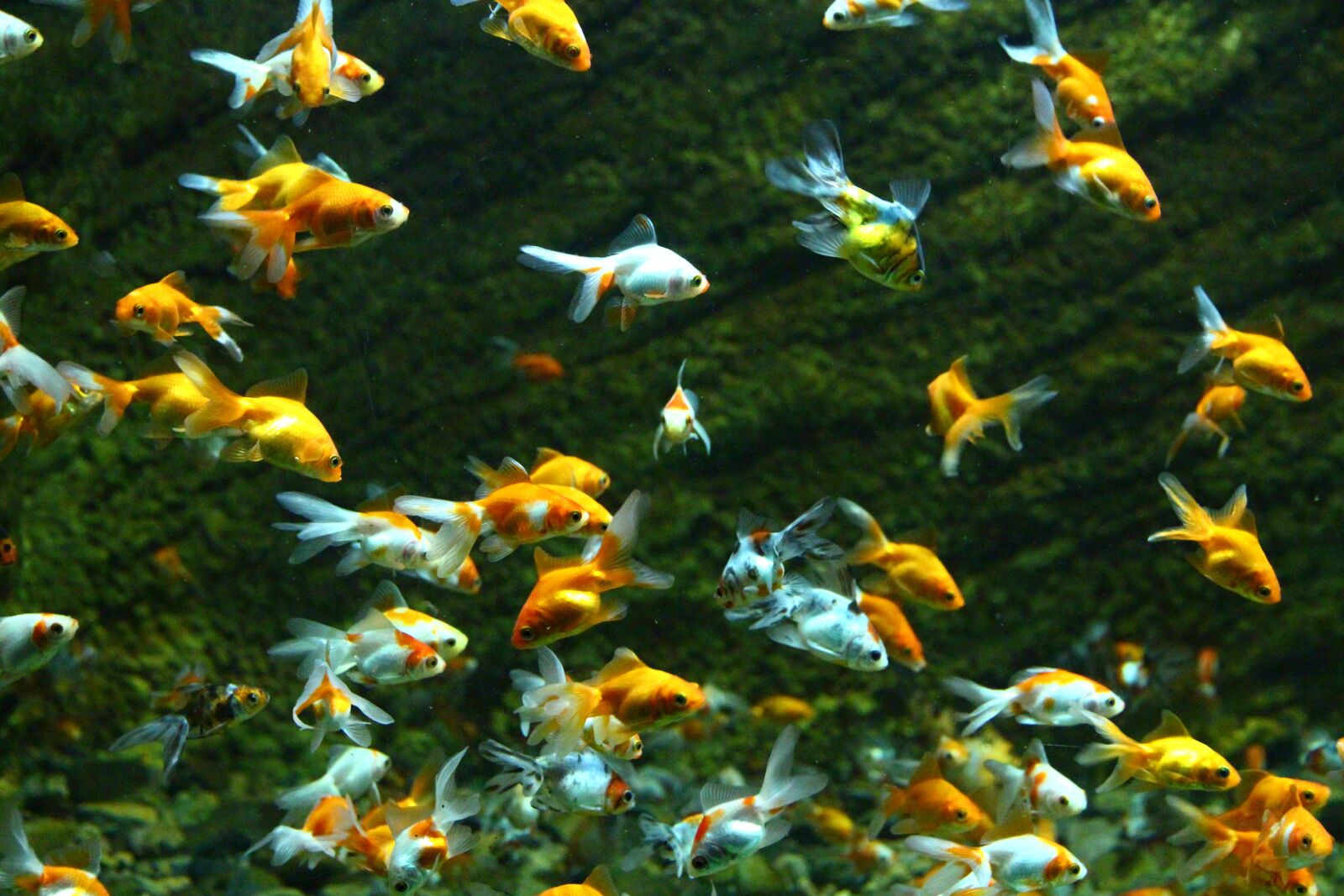 Canon EOS 650D (EOS Rebel T4i / EOS Kiss X6i) sample photo. Fish, goldfish, aquarium photography