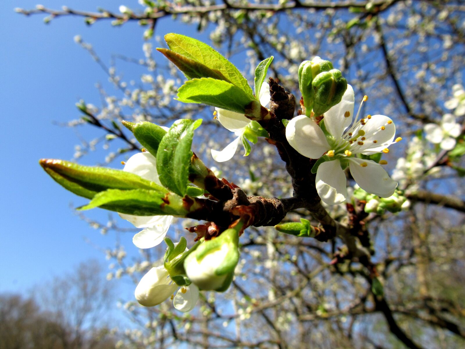 Canon PowerShot SX530 HS sample photo. Plum blossom, plum tree photography
