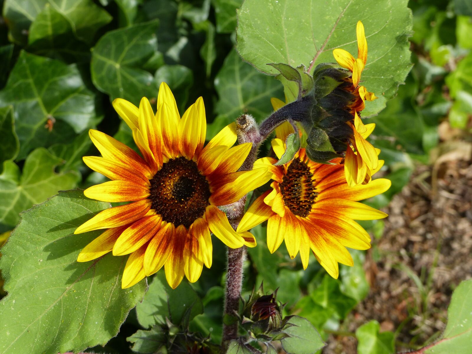 Panasonic Lumix DMC-FZ200 sample photo. Sunflower, red, yellow photography
