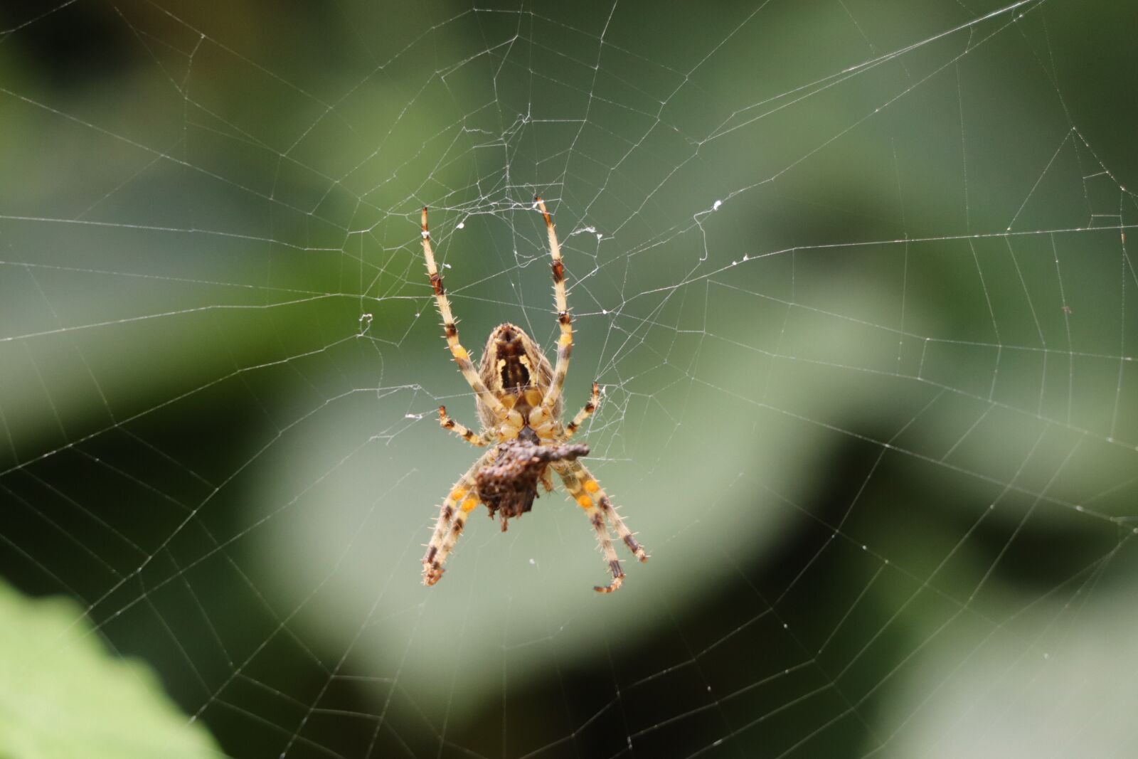 Canon EF 70-300 F4-5.6 IS II USM sample photo. Spider, web, cobweb photography