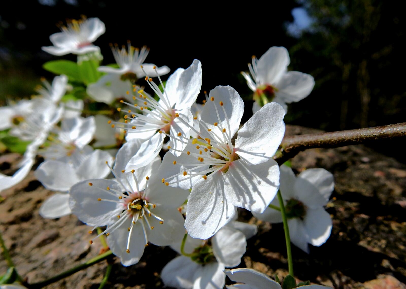 Nikon Coolpix P900 sample photo. Flowers, spring, the petals photography