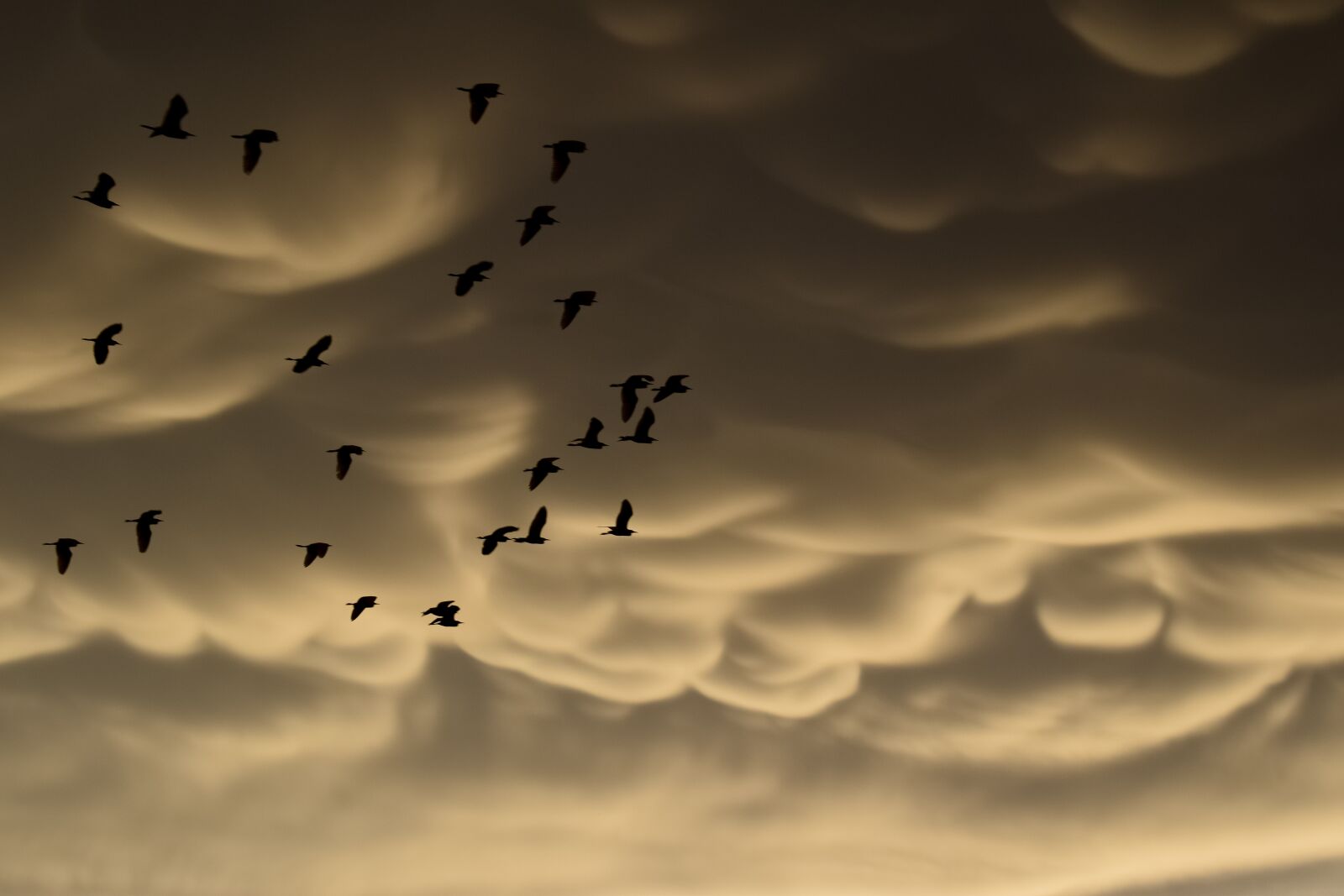 Nikon D3300 sample photo. Mammatus clouds, birds, migratory photography