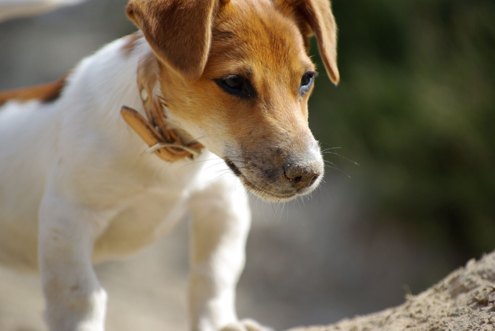 Pentax K10D sample photo. Dog, puppy, pet photography