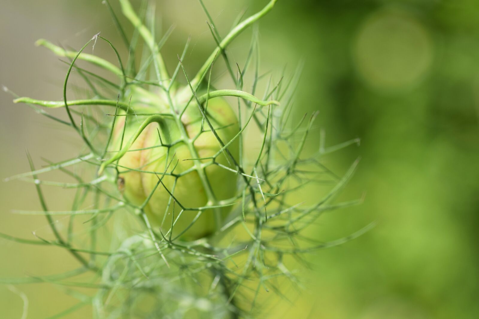 Nikon D5300 sample photo. Green, flower, flowers photography