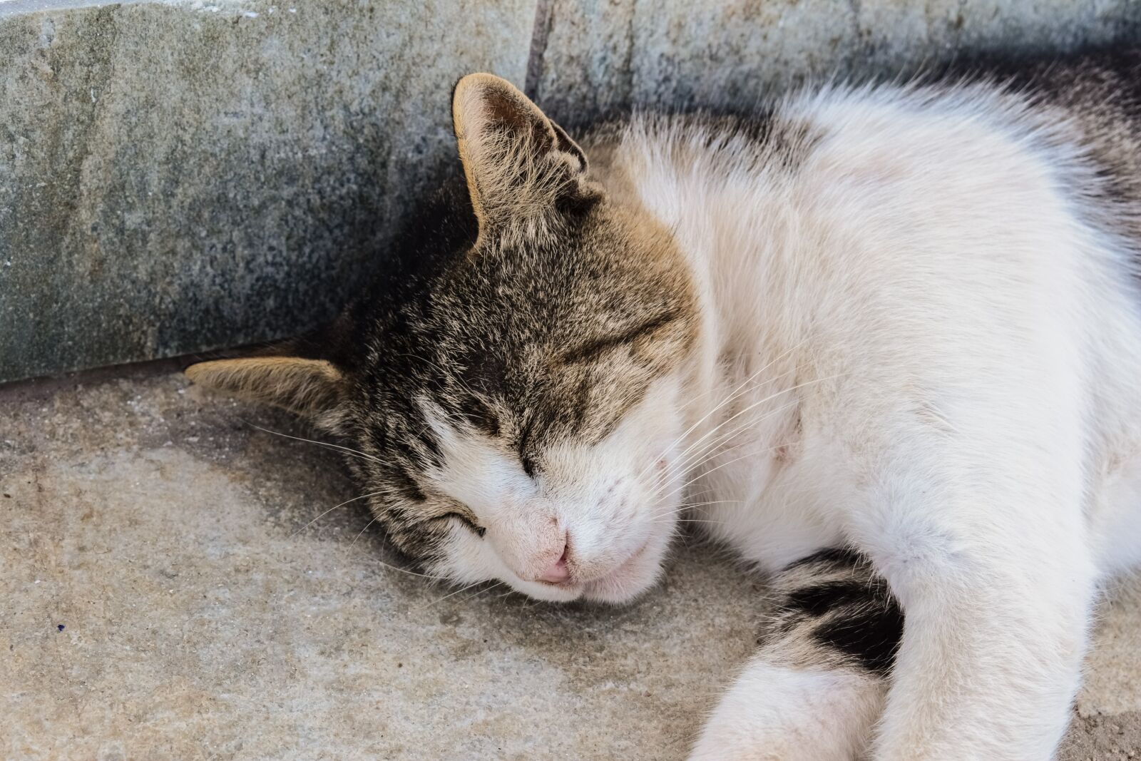 Nikon D3300 sample photo. Cat, stray, street photography