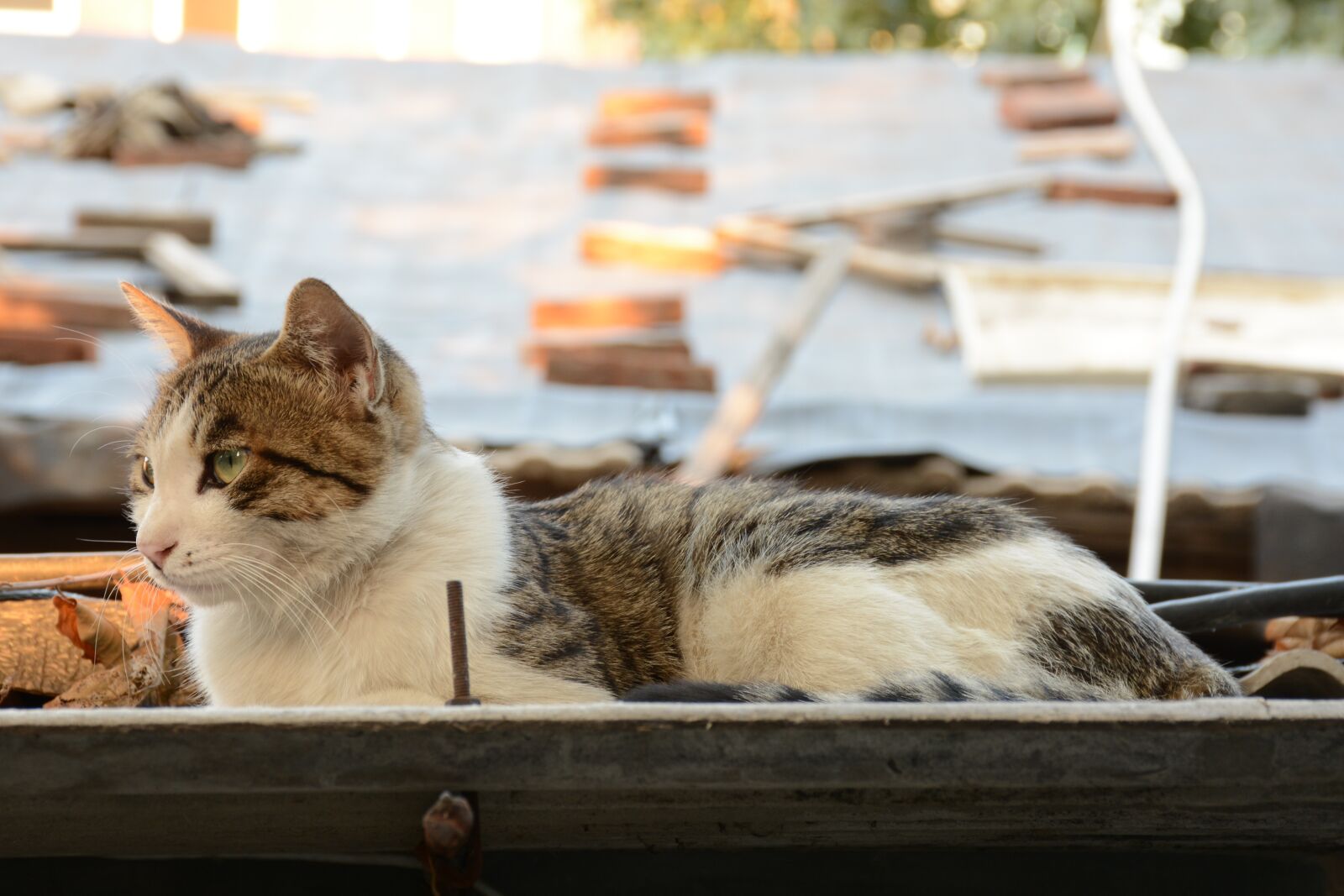 Nikon D7100 sample photo. Cat, tabby cat, fat photography
