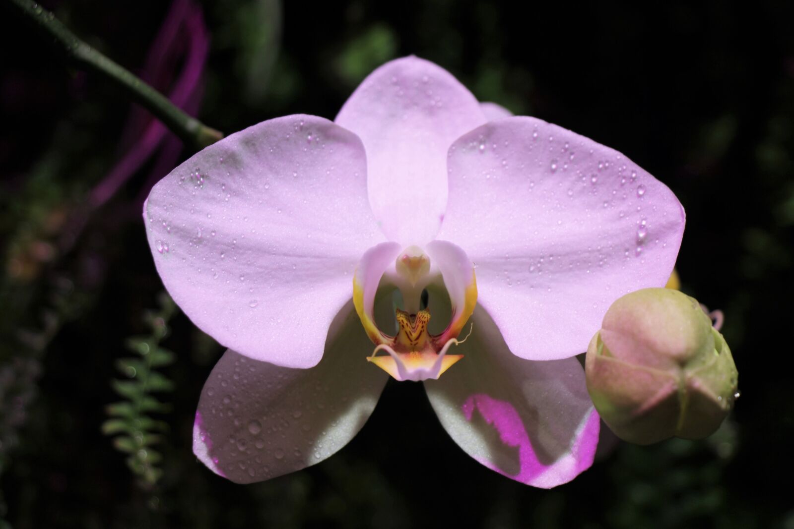 Canon EOS 550D (EOS Rebel T2i / EOS Kiss X4) sample photo. Flower, orchid, flowers photography