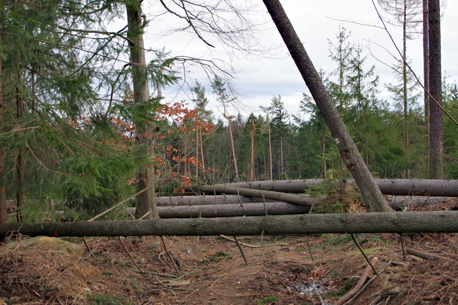 Pentax K-S2 sample photo. Obstacle, tree, nature photography