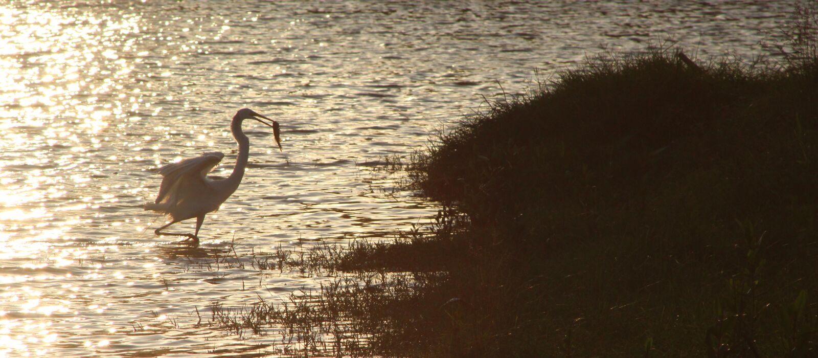 Canon EOS 1300D (EOS Rebel T6 / EOS Kiss X80) sample photo. Heron, fish, lake photography