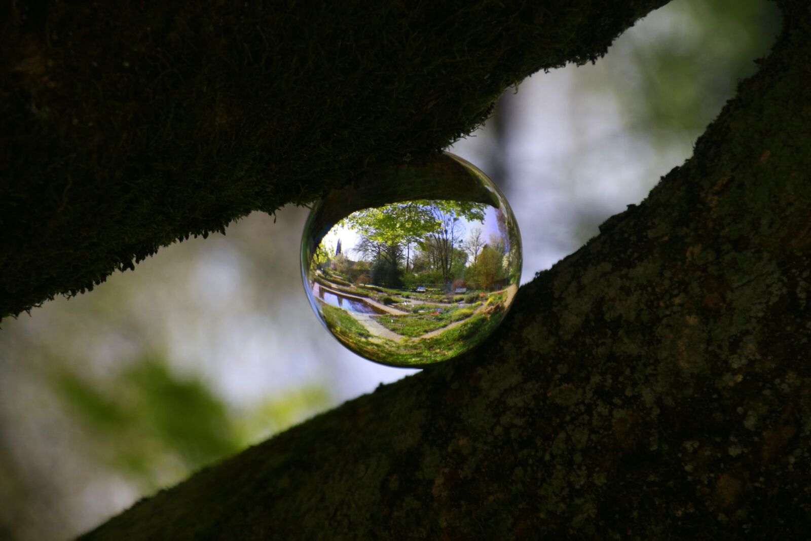 Canon EOS 100D (EOS Rebel SL1 / EOS Kiss X7) sample photo. Tree, world, head photography