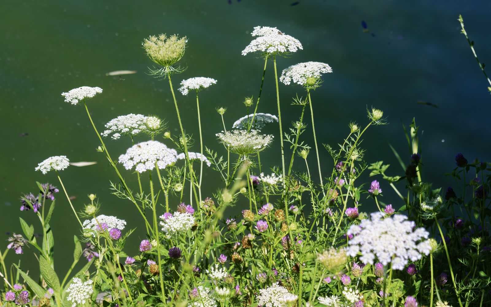 Nikon D5300 sample photo. America, flowers, hope you photography