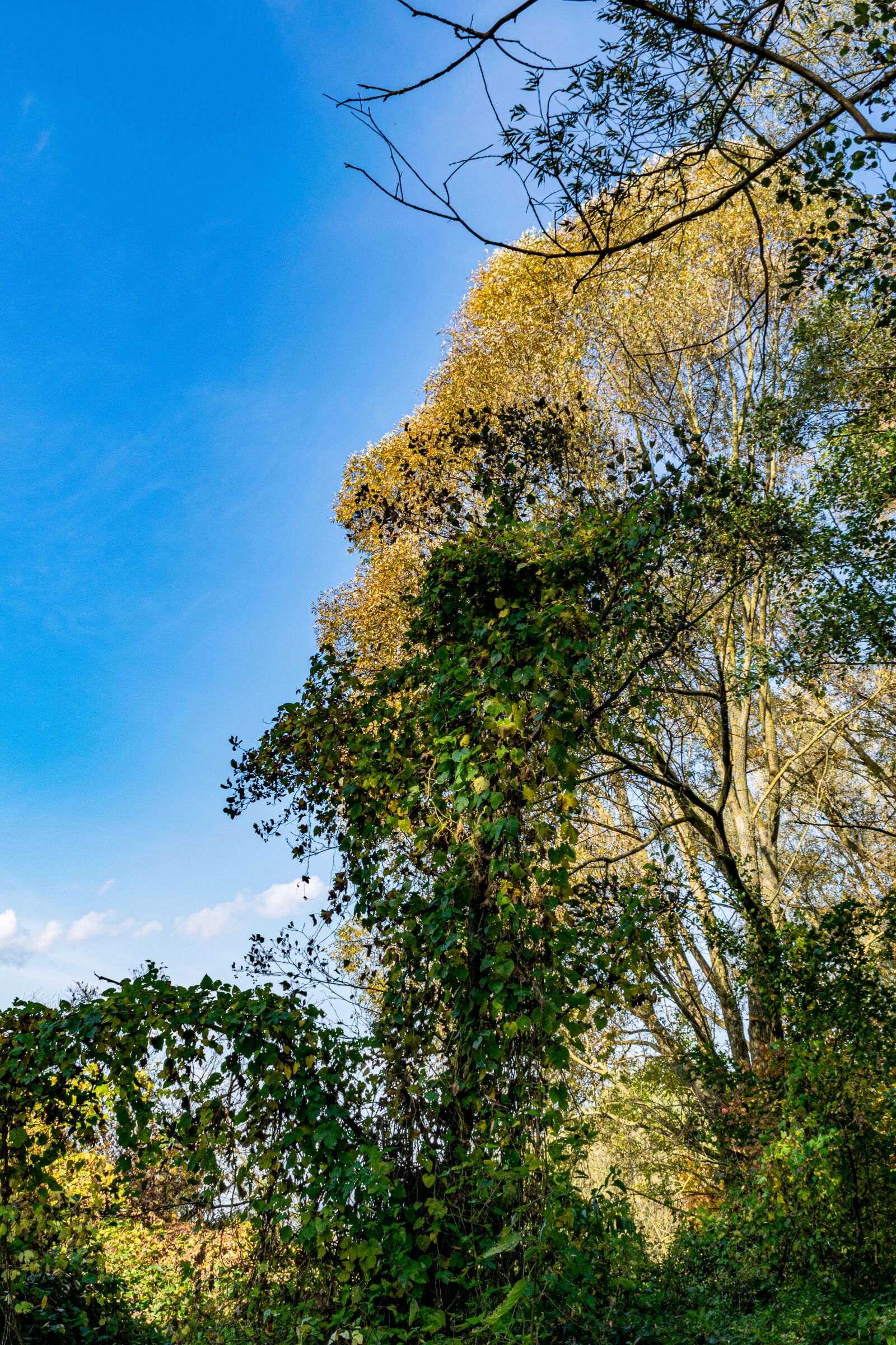 Nikon D5300 sample photo. Tree, trees, the sky photography