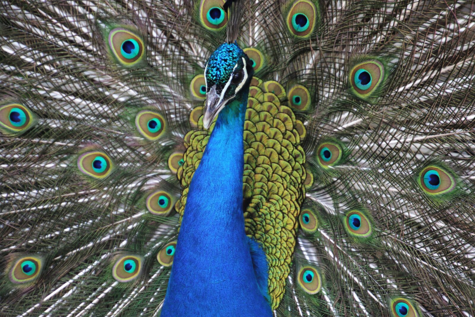 Canon EOS 7D Mark II sample photo. Animal, bird, blue, blue photography