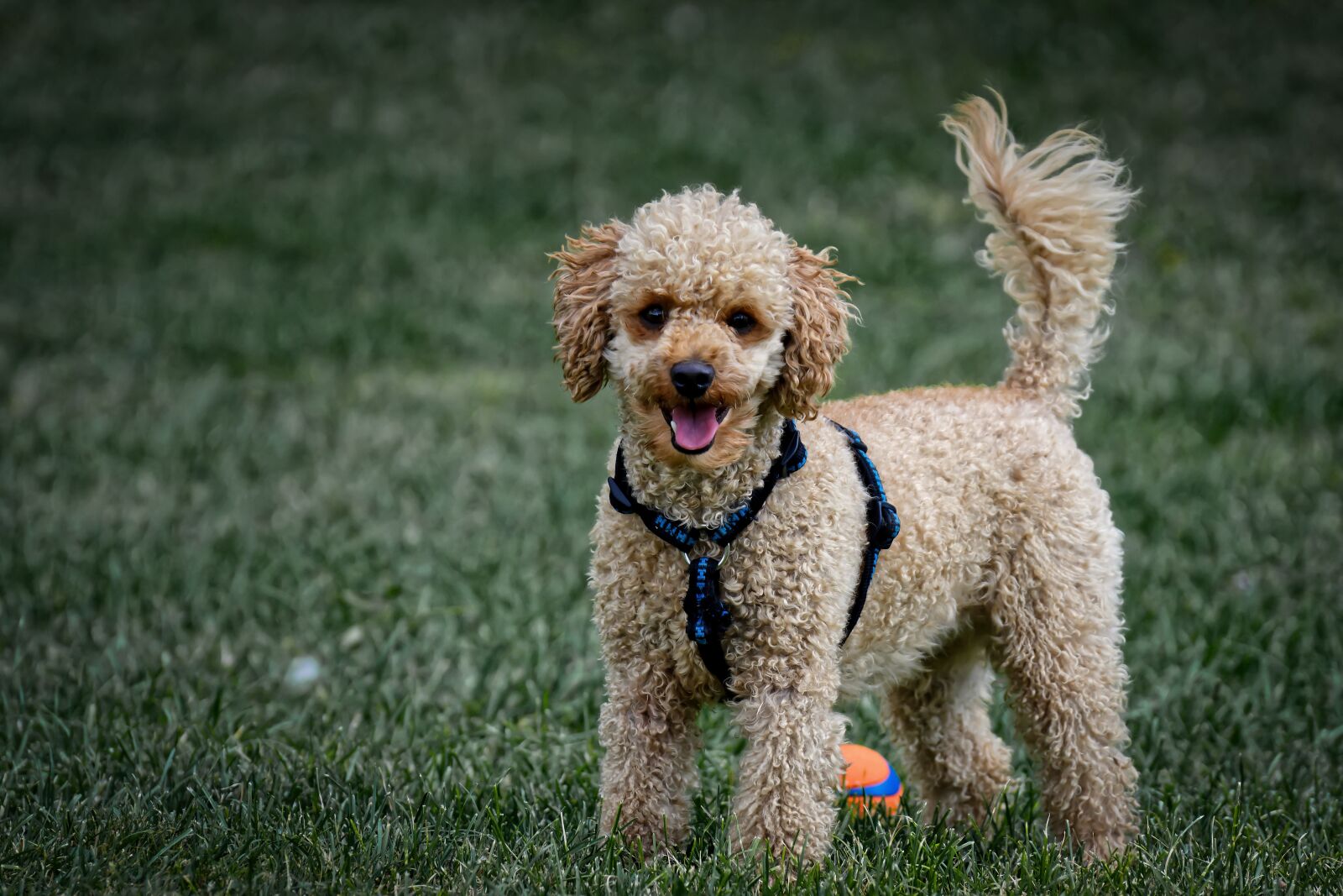 Nikon D7200 sample photo. Poodle, dog, pet photography