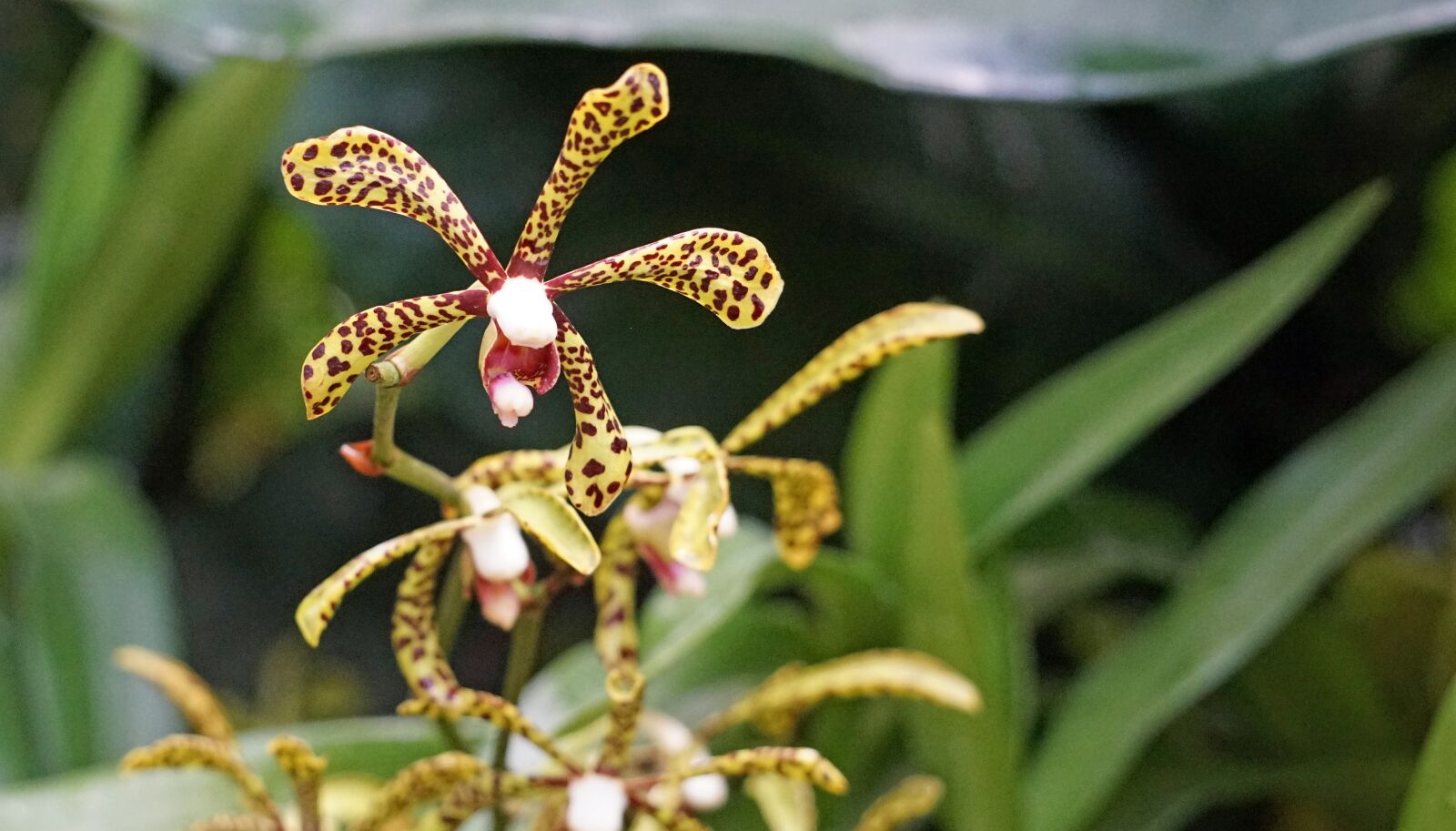 Sony a7 + Sony FE 24-240mm F3.5-6.3 OSS sample photo. Orchid, botanical garden, singapore photography