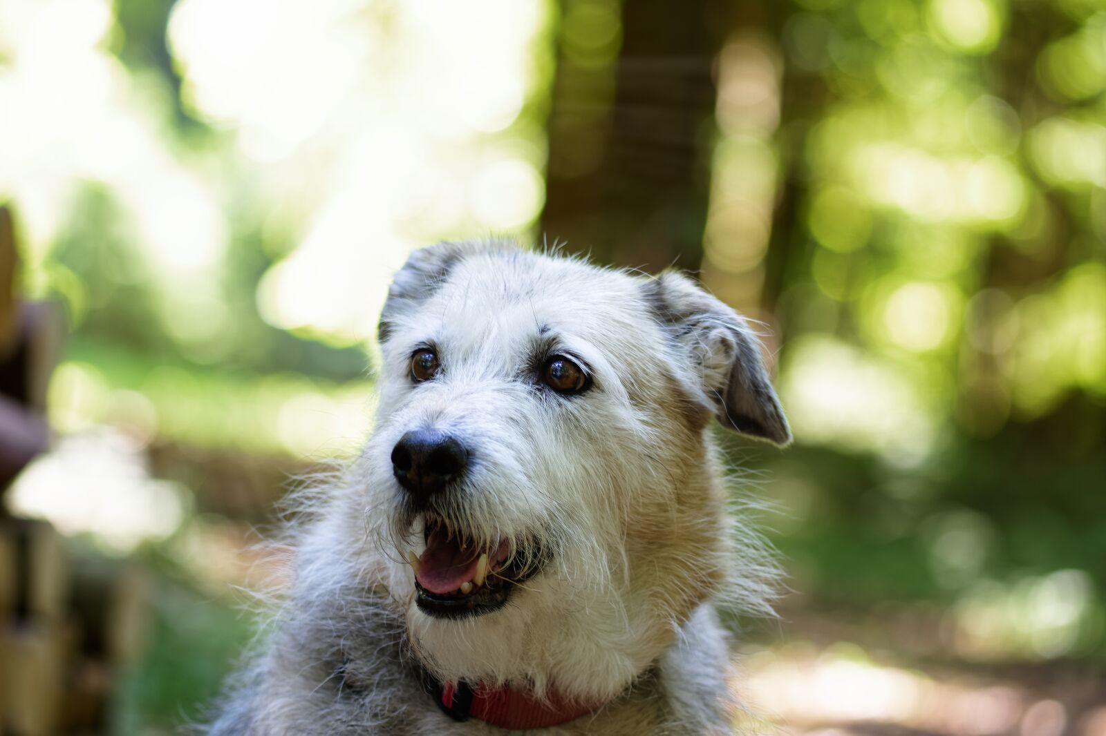 Nikon D7200 sample photo. Dog, nature, snout photography