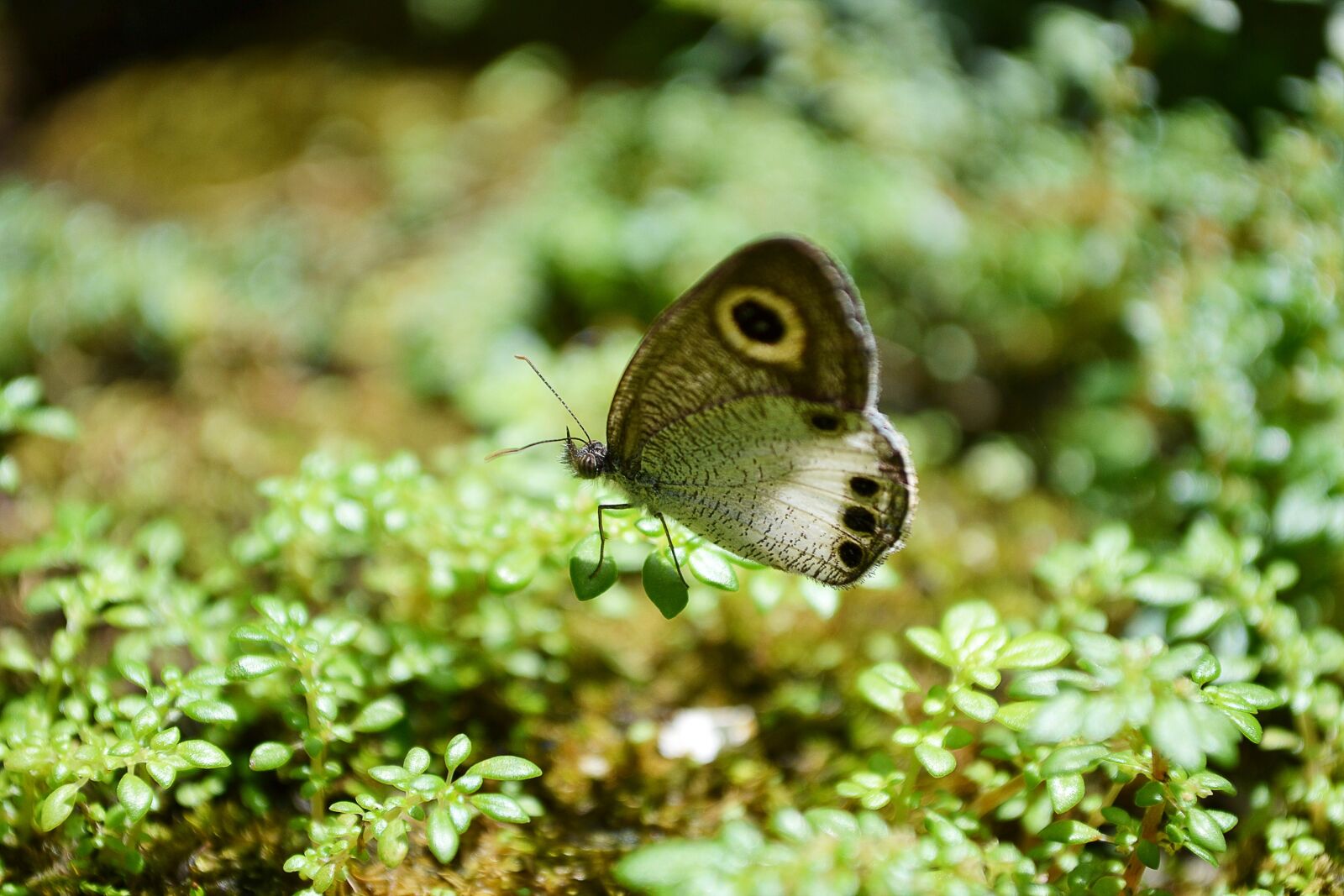Nikon D3100 sample photo. Butterfly, tiny butterfly, innocent photography