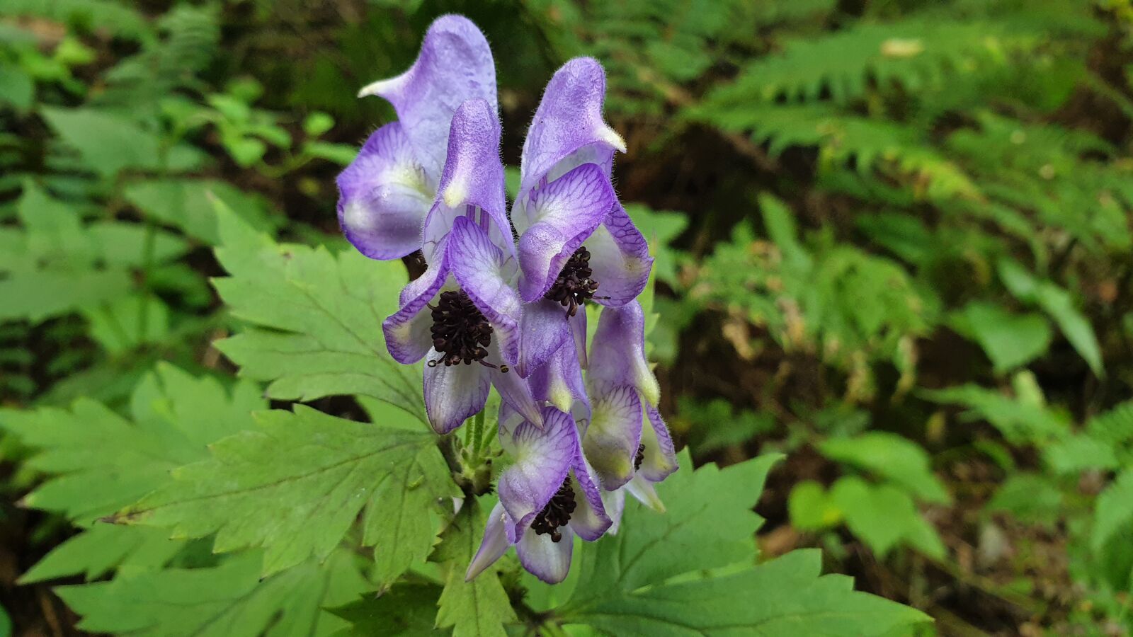 Samsung Galaxy Note9 sample photo. Wild flower, aconitum jaluense photography