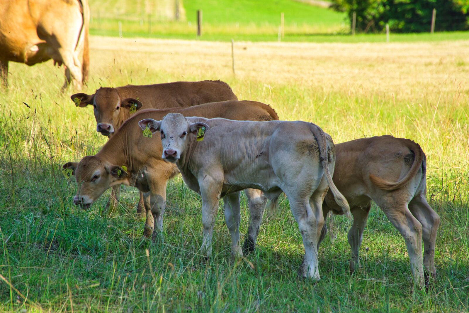 Sony E PZ 18-105mm F4 G OSS sample photo. Cows, animals, farm photography