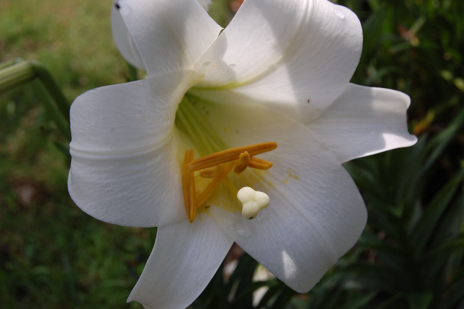 Nikon D40 sample photo. Lily, white, flower photography