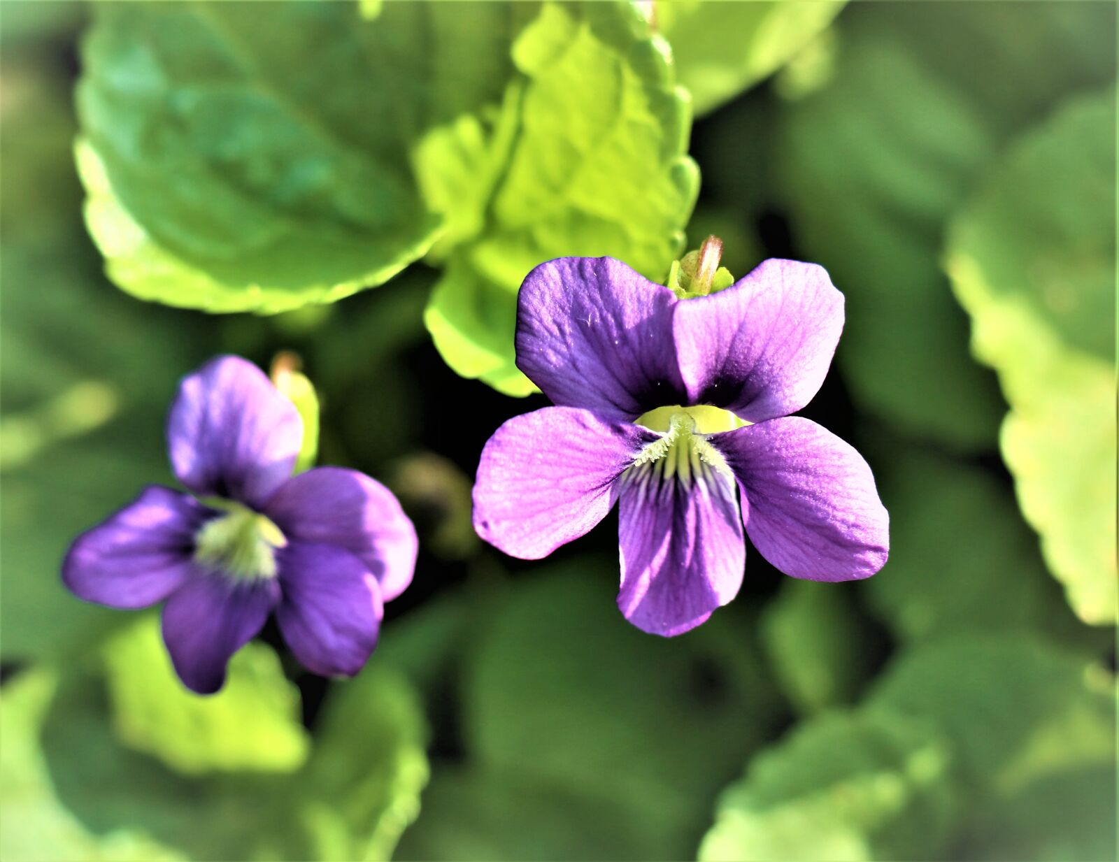 Canon EF-M 18-150mm F3.5-6.3 IS STM sample photo. Violets, flowers, violet photography