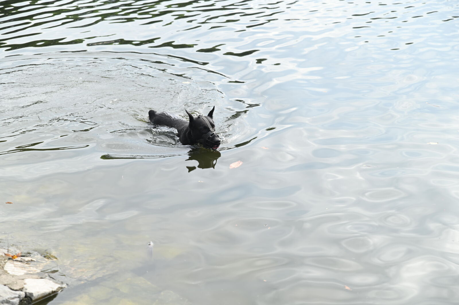 Nikon D780 sample photo