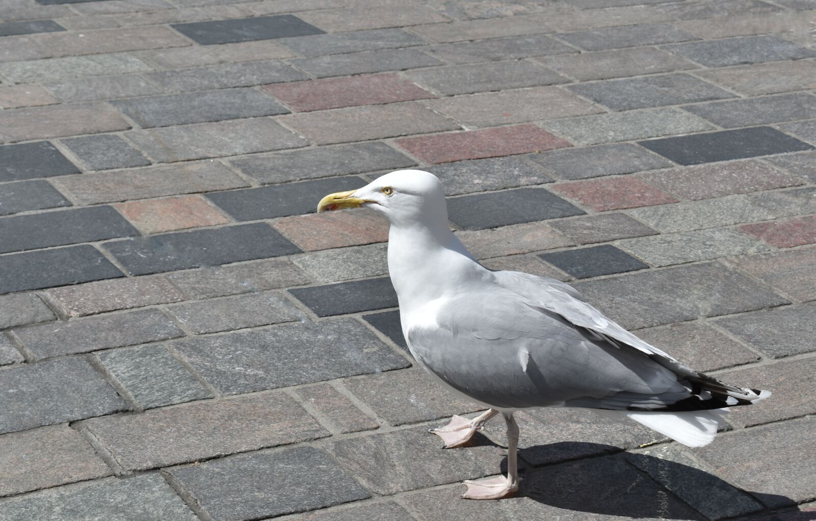 Nikon D5600 sample photo. Animal, gull, outside photography