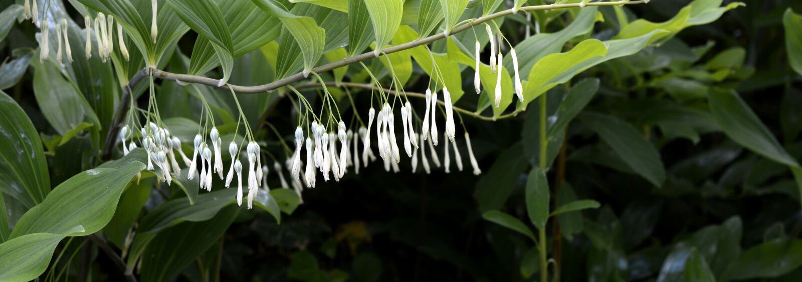 Nikon D7100 sample photo. Much-blooded weisswurz, much-flowered solomon's photography