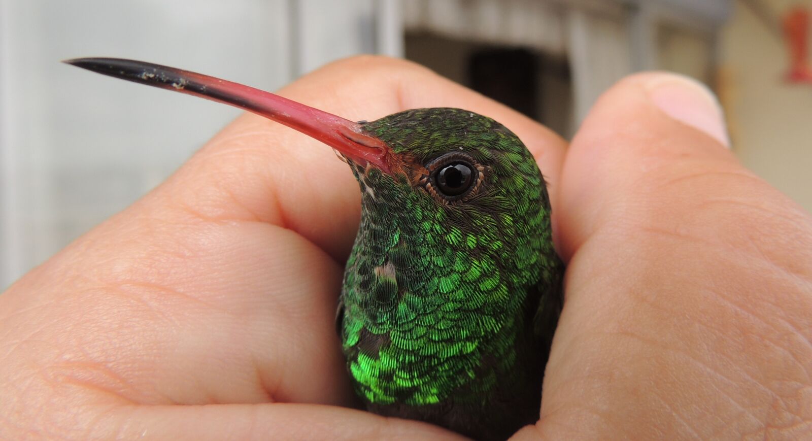Nikon Coolpix P510 sample photo. Nature, avez, hummingbird photography