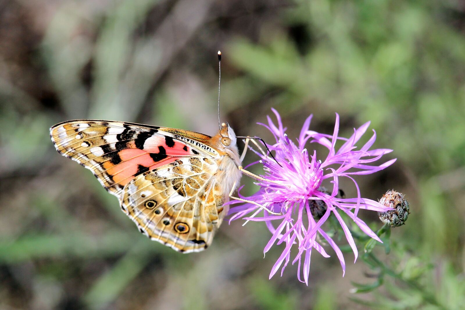 Canon EF-S 55-250mm F4-5.6 IS STM sample photo. Vanessa cardui, butterfly, insect photography