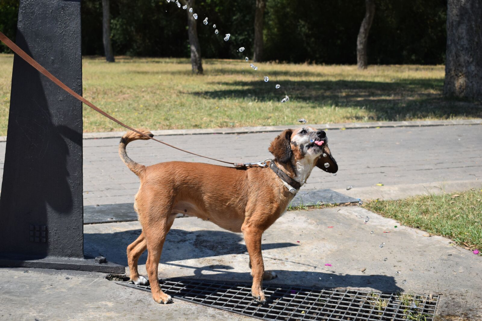Nikon D3300 sample photo. Dog, water, park photography