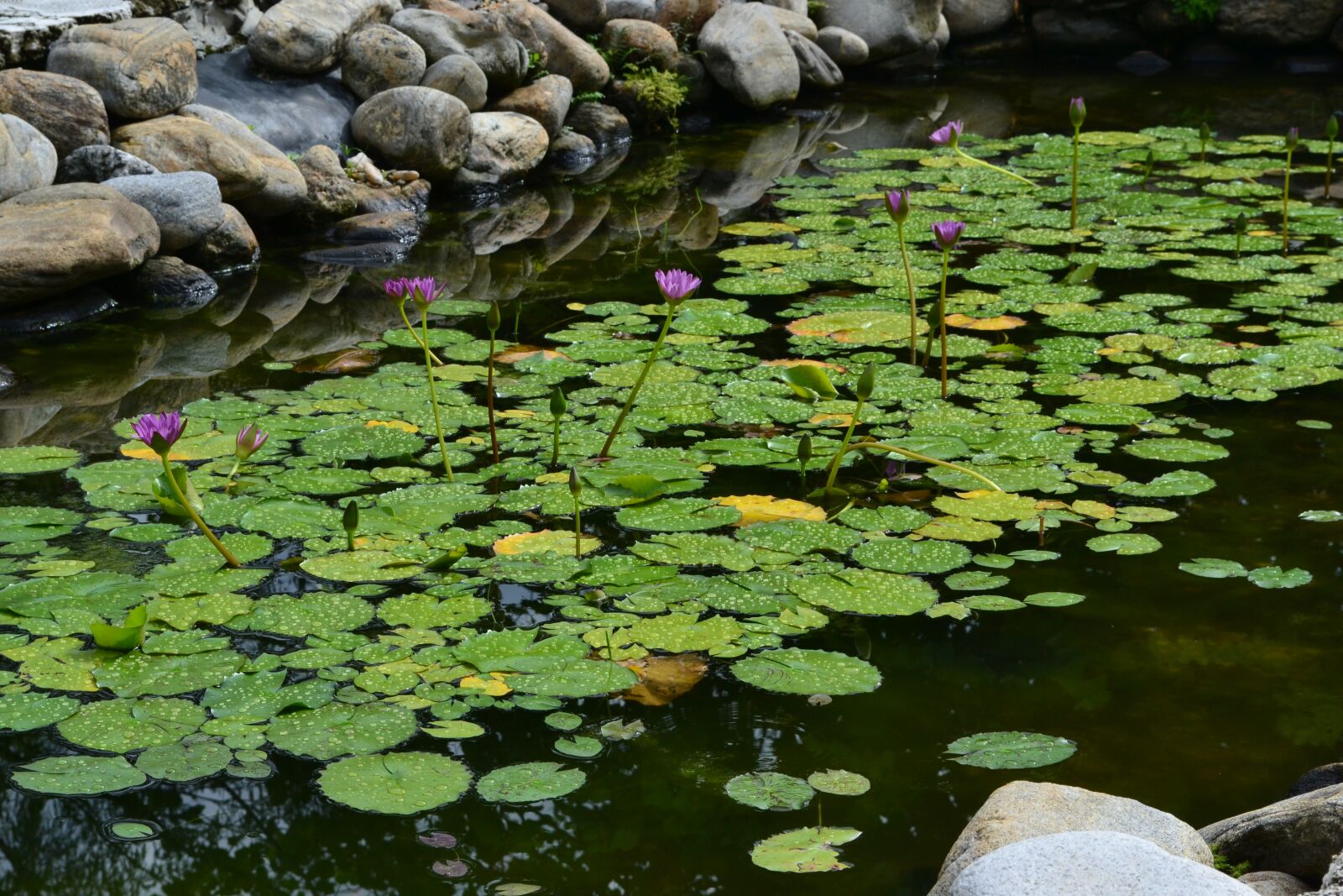 Nikon D3100 sample photo. Water lily, nature, pond photography