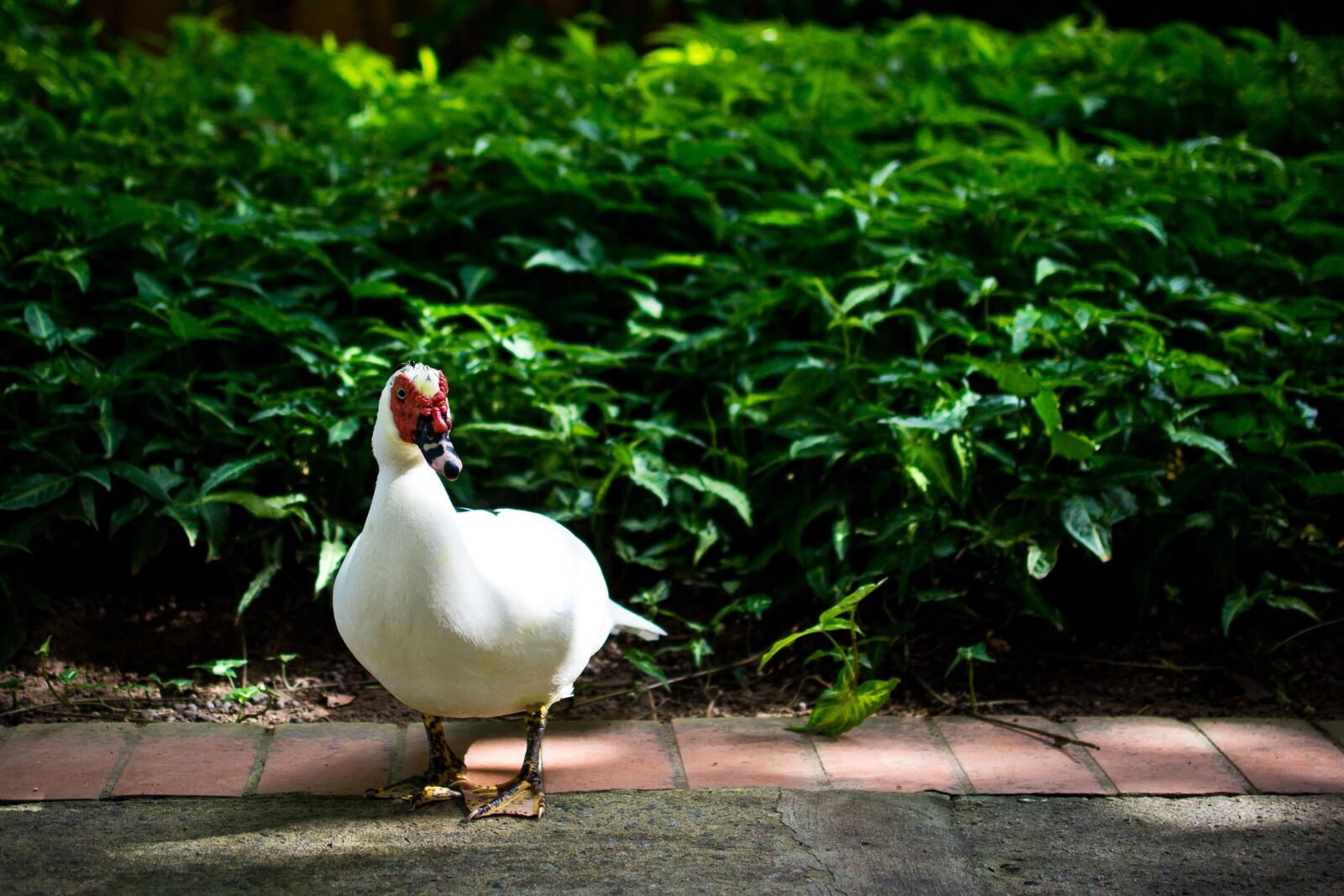 Nikon D3100 sample photo. 35mm, duck photography