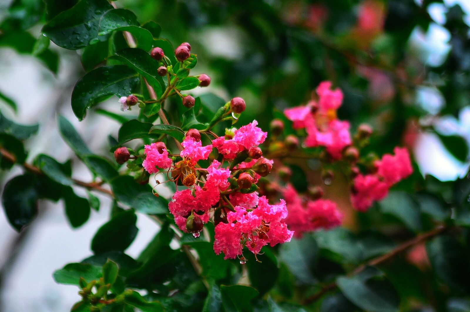 Nikon D5100 sample photo. Crape myrtle, flower, beautiful photography