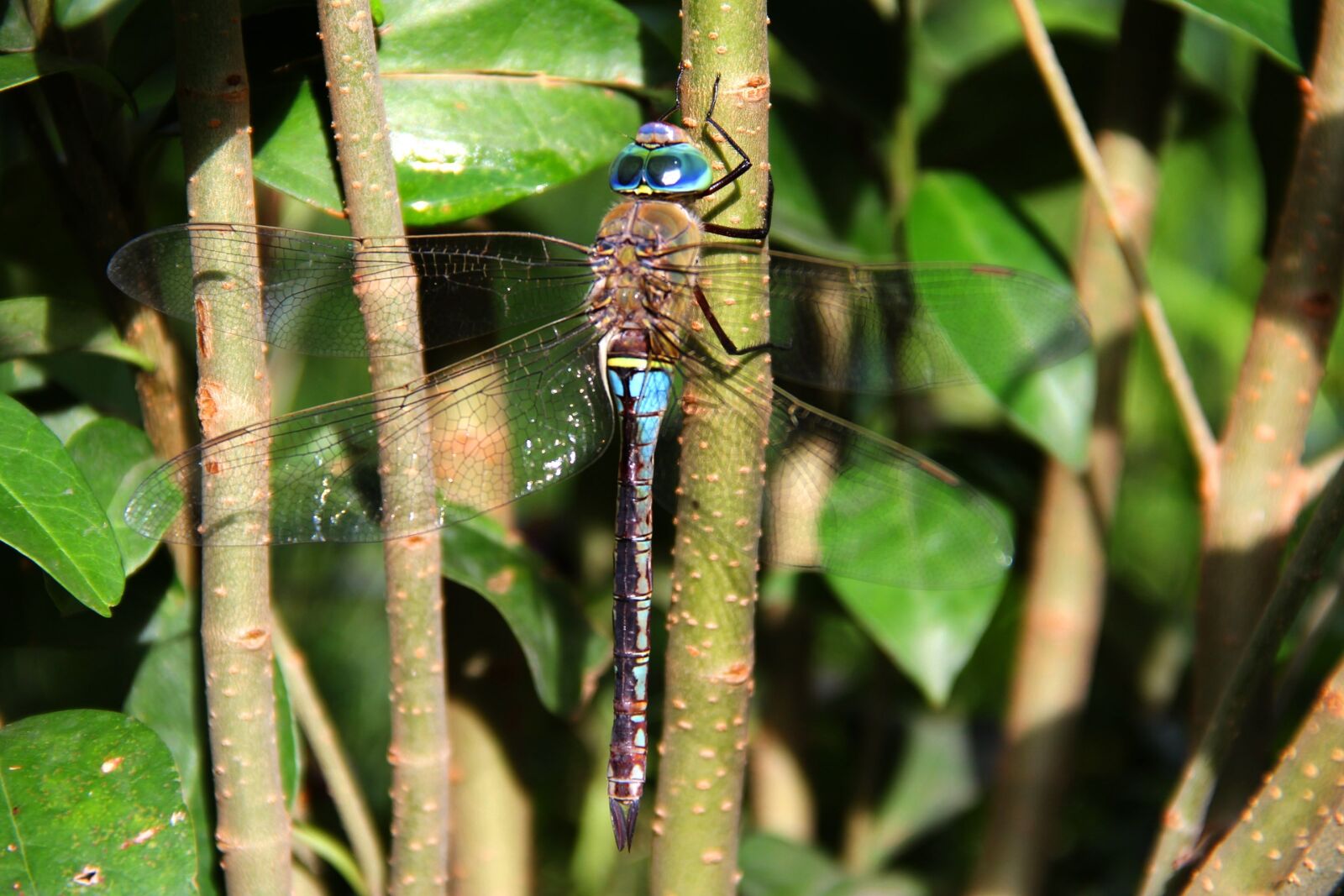 Canon EF-S 18-135mm F3.5-5.6 IS sample photo. Dragonfly, animals, insect photography