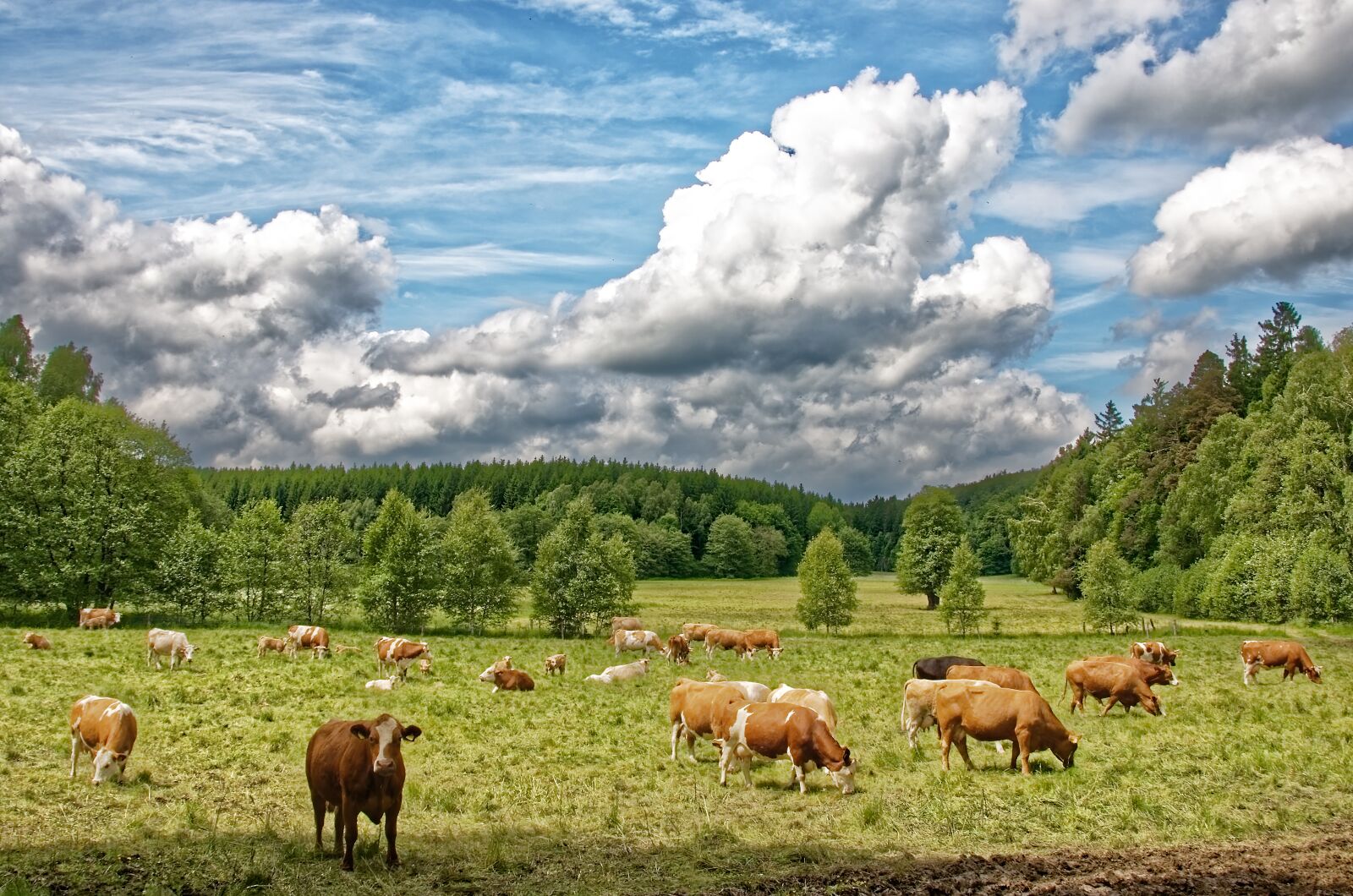Nikon D7000 sample photo. Cows, cow herd, pasture photography
